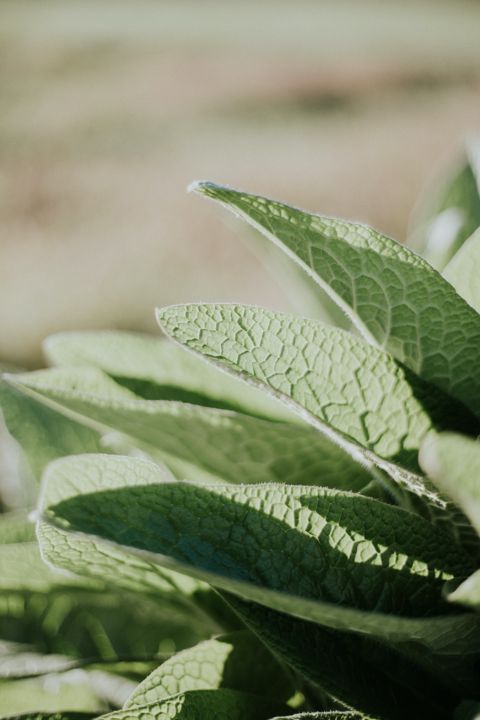 plants
