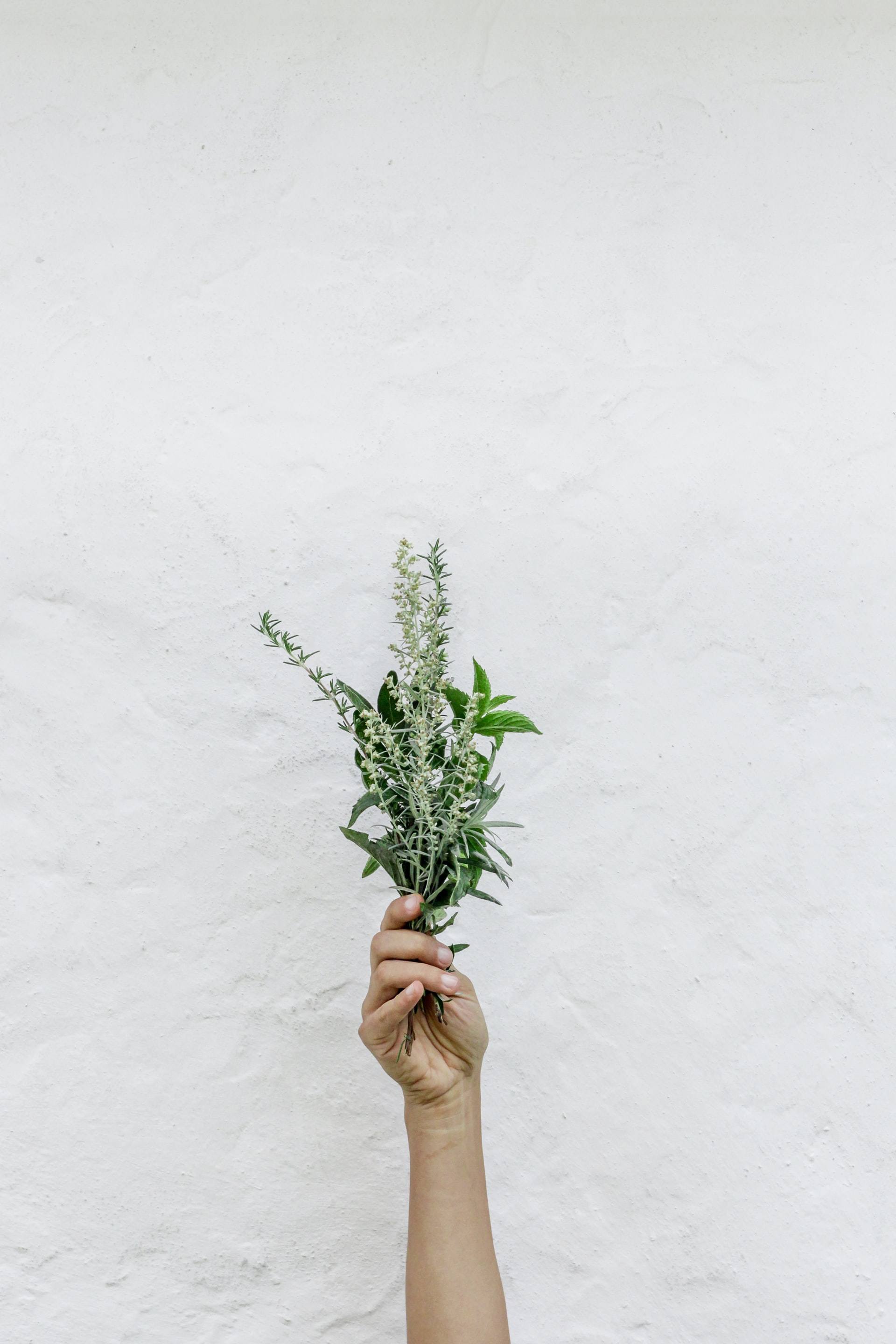 plants