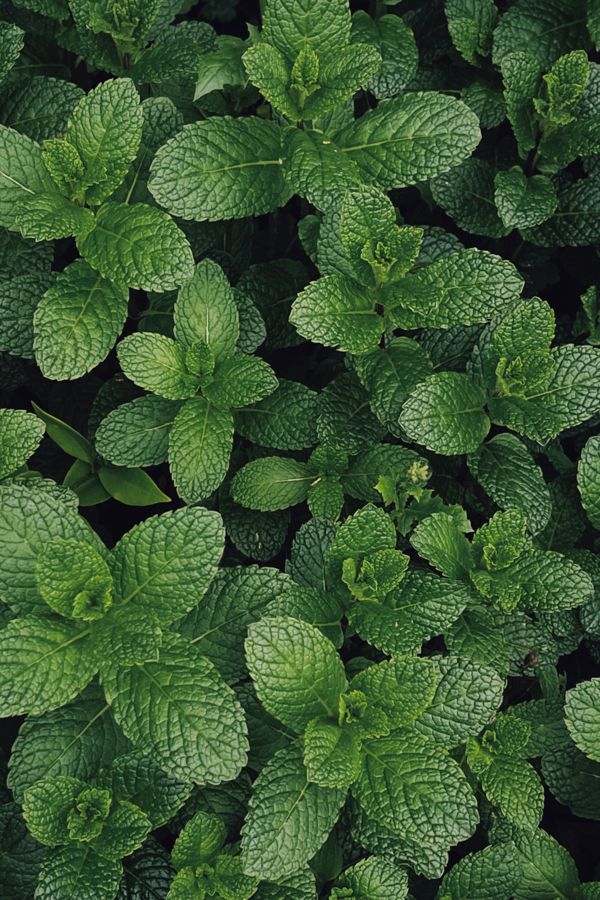 plants